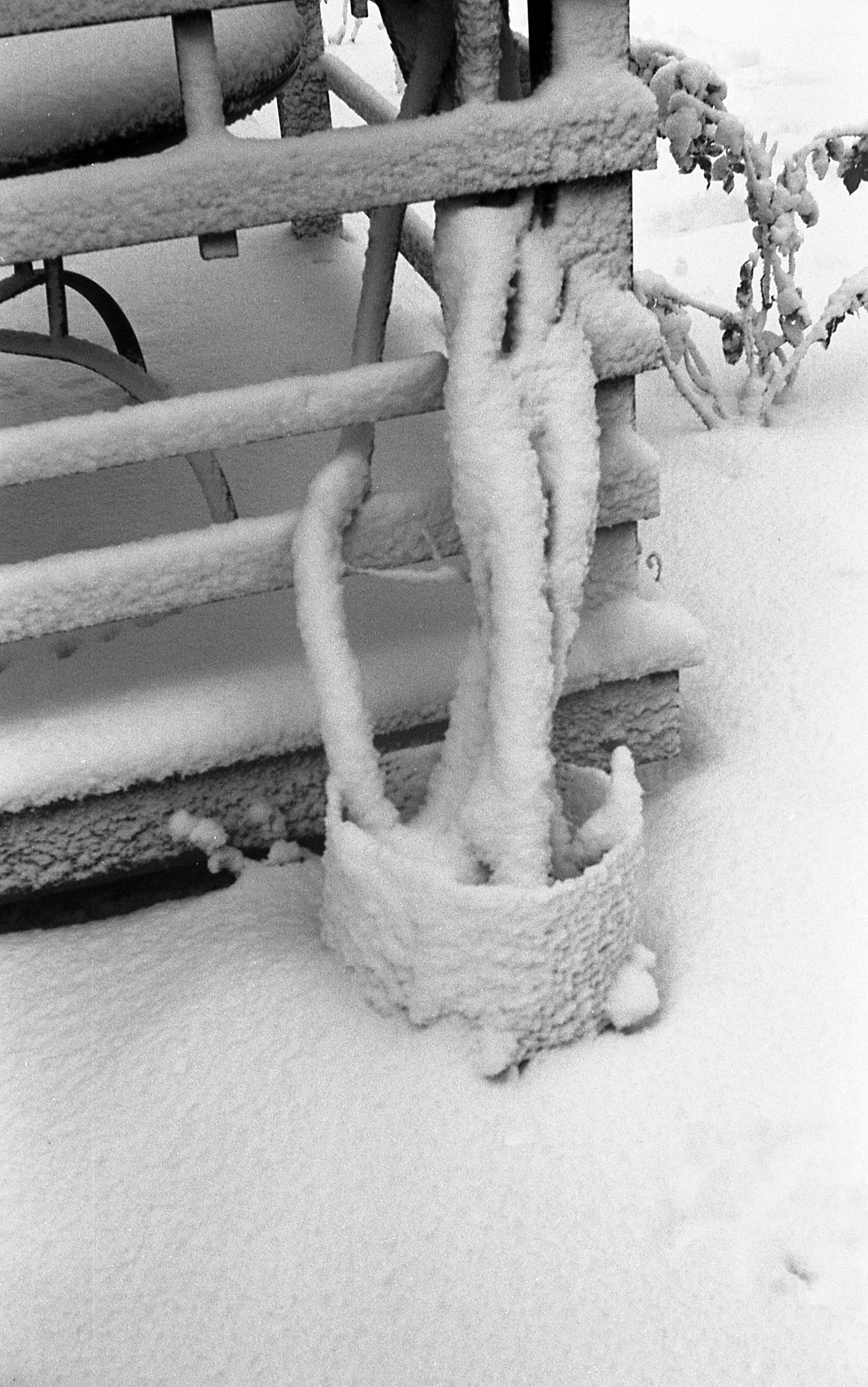 A vine growing on an exterior structure, covered in snow