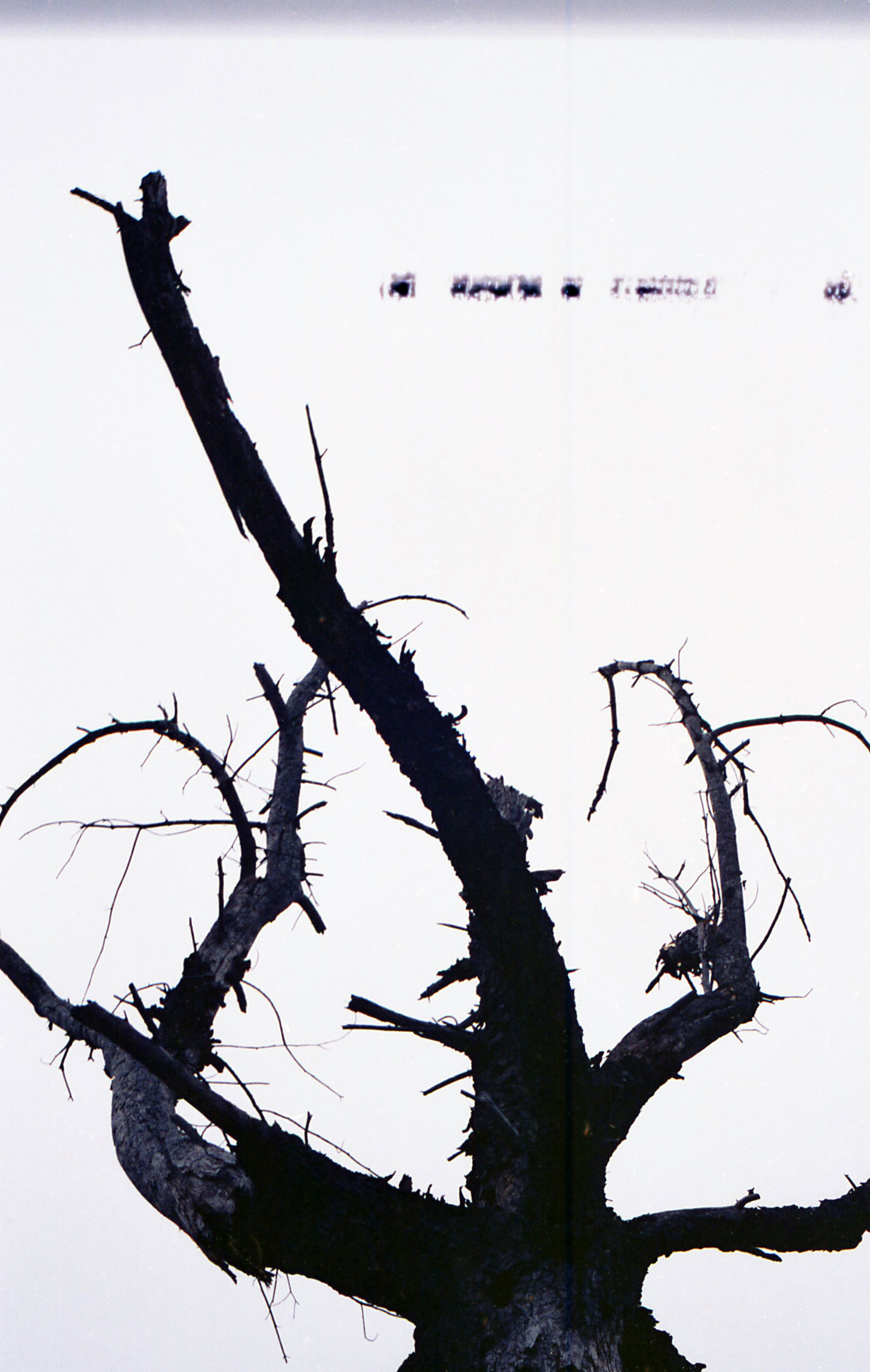 a dead tree against the sky with an interesting artifact on the film