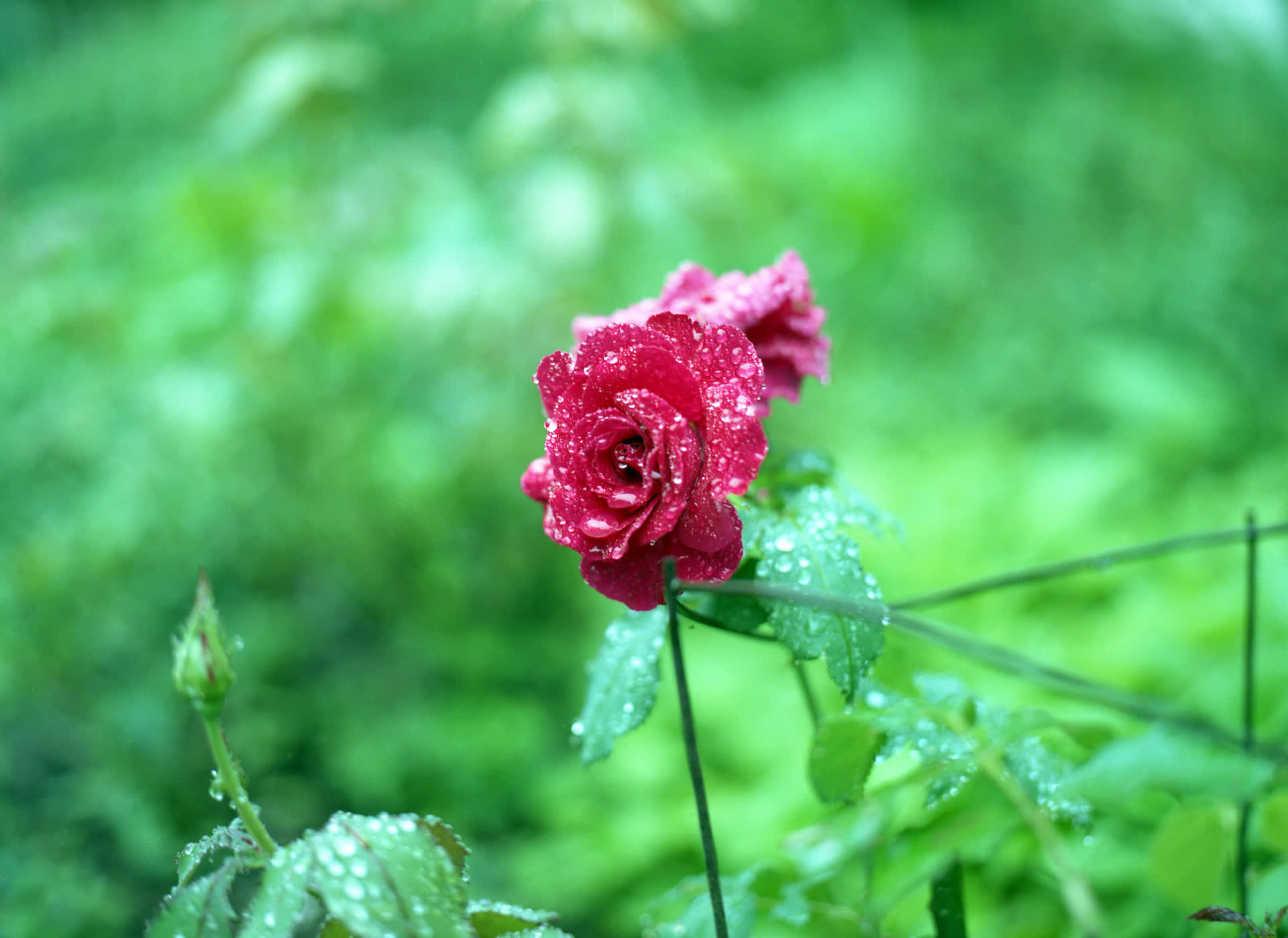 a rose